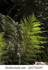 Image result for Cyathea capensis