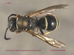 Image result for Enneapogon pretoriensis