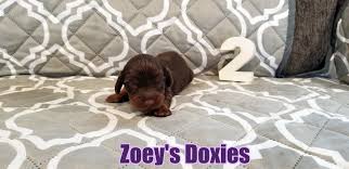 Check out the dachshund puppies for sale we currently have in our stores. Phoenix Dachshund Puppies For Sale Zoeys Doxies