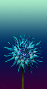 Pin By Jems Mark Jems On Guardado Por Mi Wallpaper Iphone Roses Flower Phone Wallpaper Cellphone Wallpaper