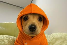 Image result for tbn:and9gcrrphfqk2htxoeugy-e_drtm4nbtknhjyctgyumwmh9ojfpembyvncycz8