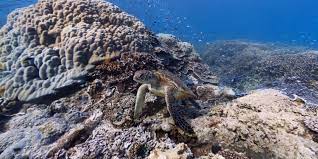 Google maps now lets users virtually walk underwater in street view to see panoramic views of ocean life and coral reefs from around the world. Street View Treks Great Barrier Reef About Google Maps