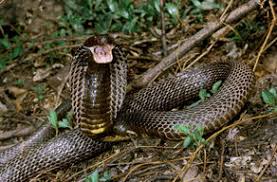 How do ringhal cobras communicate? Science Source Stock Photos Video Ringhal S Spitting Cobra