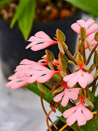 Image result for Habenaria filicornis