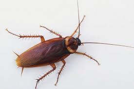 We are cockroach pest control experts with many years of experience in uae. A M Pest Control Dubai Pest Control In Dubai Pest Control Service Dubai 100 Garunteed Result