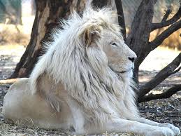 There are 2946 exotic pets for sale on etsy, and they cost sgd 33.07 on average. In South Africa Ranchers Are Breeding Mutant Animals To Be Hunted Bloomberg Business Business Financial Economic News Stock Quotes