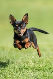 The dog is one of the two most ubiquitous and most popular domestic animals in the world (the cat is the other). 43 Best Small Dog Breeds Toy Breed Dogs