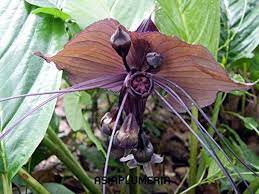 Pin On Seeds Bulbs