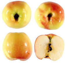 The red astrachan apple tree was commonly grown by gardeners and backyard orchardists in the north states throughout 1900's. Picking Apples In The National Parks Some History National Parks Traveler