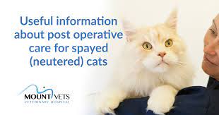 Useful Advice On Post Operative Care Of A Spayed Cat