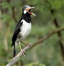 Kumpulan suara jalak kebo memang berbeda dengan kicauan burung yang lain. Gambar Perbedaan Jalak Suren Jantan Dan Betina