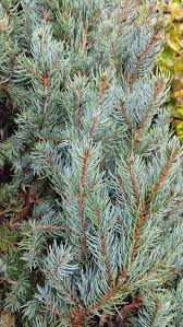 Image result for Gnidia fastigiata