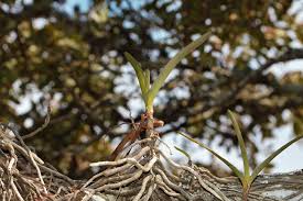 Image result for Cyrtorchis praetermissa