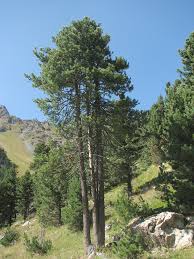 L Arole Roi Des Alpes Waldwissen Net
