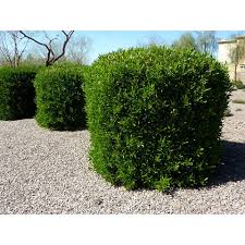 Image result for Dodonaea