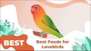 The 6 Best Foods For Lovebirds 2021 We Re All About Pets