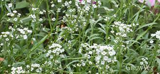 It cannot be applied to items with additional shipping charges or faster shipping. 10 Quick Blooming Flowers To Grow From Seed