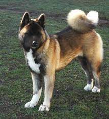 This Website Is Frozen Akita Puppies Akita Dog American Akita Dog