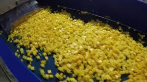 Mango Chilling Dicing Iqf Processing Line By Innotec Systems Bv