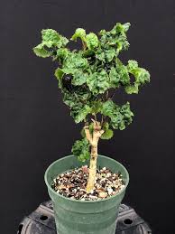 Image result for Afrosciadium