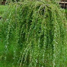 Check spelling or type a new query. Salix Integra Pendula Waterfall Dwarf Weeping Willow