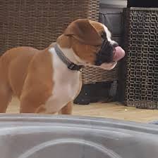 Boxer Puppies Chattanooga Area Home Facebook