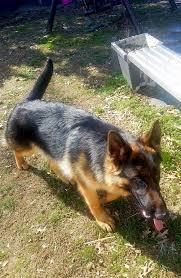 Our dogs are selectively bred for health and superior quality. Akc Registered German Shepherd Honey Creek Shepherds Facebook
