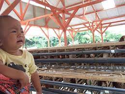 Sadar atau tidak, sekarang para peternak ayam petelur tengah berhadapan dengan ayam petelur gaya baru. Peternak Ayam Petelur Tasikmalaya Home Facebook