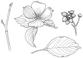 When a tree has shed its leaves, identification can be more difficult. Https Www Hanovercounty Gov Documentcenter View 4954 Native Tree Id Pdf