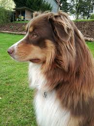 Mini Black And Brown Australian Shepherd Red Merle Australian Shepherd With Green Eyes Google Search Aussie Welpen Australische Schaferhunde Australian Shepherd