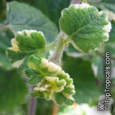 Image result for Plectranthus alboviolaceus