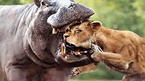 35 Times Animals Messed With The Wrong Opponent ! - YouTube