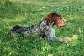How old is matilda the german wirehaired pointer? The Willful Stubborn German Wirehaired Pointer Temperament And More