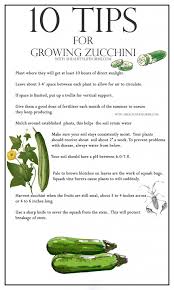 If there is one serious cause of wilting in zucchini plants, it would be due to these pests. 10 Tips For Growing Zucchini A Healthy Life For Me Growing Zucchini Growing Vegetables Home Vegetable Garden