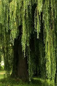 I Absolutely Love Weeping Willows Someday I Want A Pond With A Mini Island In The Middle And It Ll Have A Weeping Wi Weeping Willow Tree Weeping Willow Tree