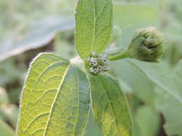 Image result for Blainvillea gayana