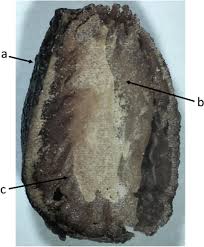 Image result for Voacanga chalotiana