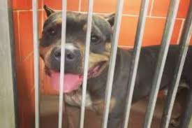 Hours may change under current circumstances Ca 1 In Fatal Pit Bull Attacks In 2019 Is Animal Services Protecting People And Pets