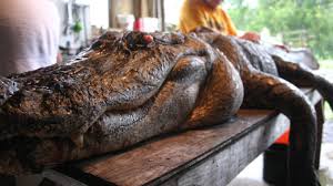 Alligator Sightings Stir Up Neighbors Near Lake Worth | Greensource Dfw