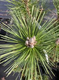 Image result for Pinus
