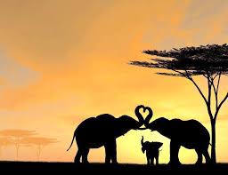 One Morning I Shot An Elephant In My Pajamas Movie Elephant Heart Trunks In Sunset Animals Beautiful Animals Elephant