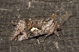 Image result for Syngrapha interrogationis