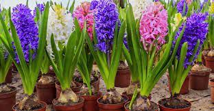 The information here can be applied to all of these. Potted Flowering Bulbs My Garden Life