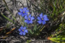 Image result for Aristea angolensis