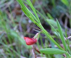 Image result for Lathyrus sphaericus
