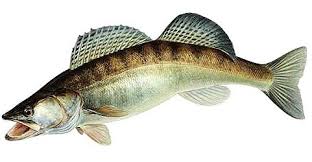Zander Lucioperca Fishing Tips And Techniques Fish Fishing Tips Zander