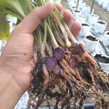Di indonesia, pokok ni byk ditanam di shop lot atau rumah utk elakkan org hantar shir. Pokok Kunyit Hitam Tanaman