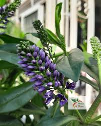 Image result for Hebe 'Andersonii'