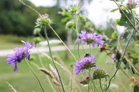 Share share follow share follow view email totally free wildflower seeds packet from air wick join the movement that starts with one square foot and get free share share follow share follow view email dollar general penny list tuesday, may 4, 2021 what's the dollar general penny list? Wildflower Seeds From Rushcliffe Borough Council Labour Party In Rushcliffe