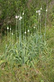 Remember The Elephant Garlic Growing Vegetables Plants Garlic Garden